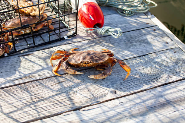 A male Dungenes crab sitting on the dock with a crab trap behind him A male Dungenes crab sitting on the dock with a crab trap behind him. This crab was pulled up from the Sunshine Coast in British Columbia. crabbing stock pictures, royalty-free photos & images