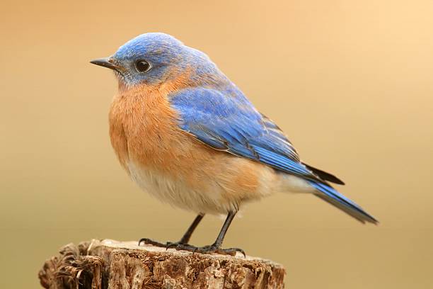 Male Eastern Bluebird stock photo