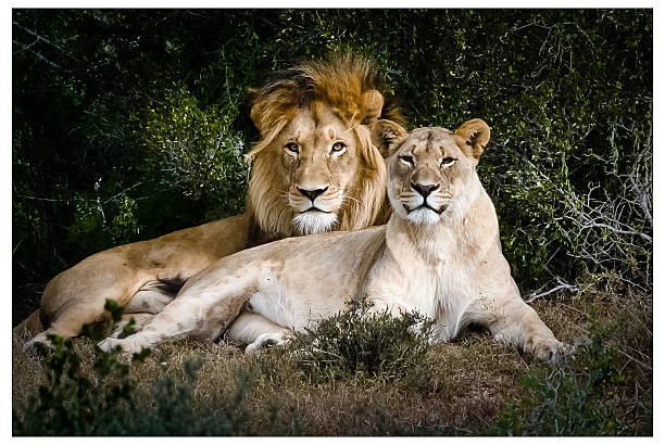 Male & Female Lions African Lions sitting side by side female animal stock pictures, royalty-free photos & images