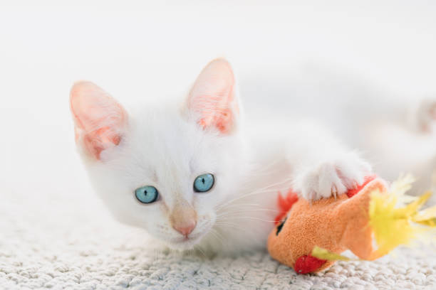 A male flame point Siamese kitten plays with a stuffed toy. stock photo