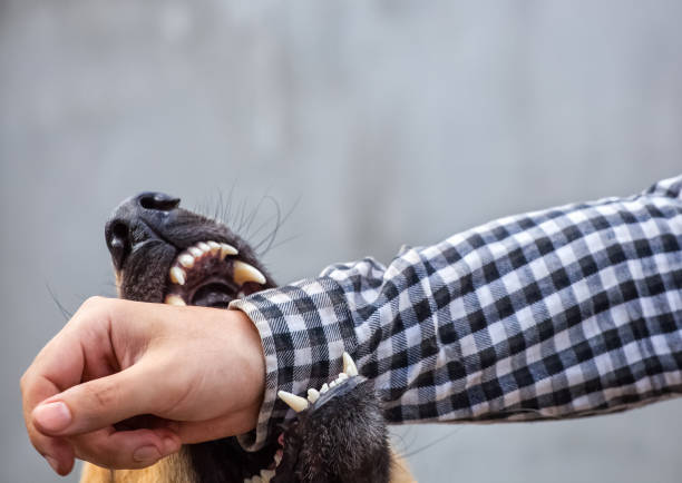 male German shepherd bites a man A male German shepherd bites a man by the hand. animals attacking stock pictures, royalty-free photos & images