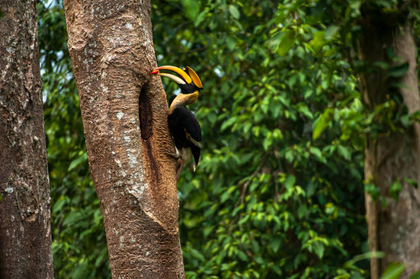 Male Great Hornbill feeding the female at the nest cavity. stock photo
