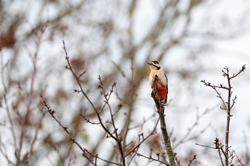Male Great spotted woodpecker, Dendrocopos major, perched on  tree in garden, Eastbourne, UK