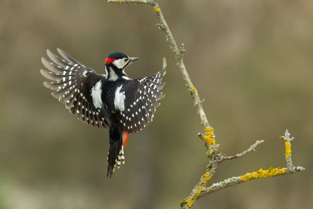 Male great spotted woodpecker stock photo
