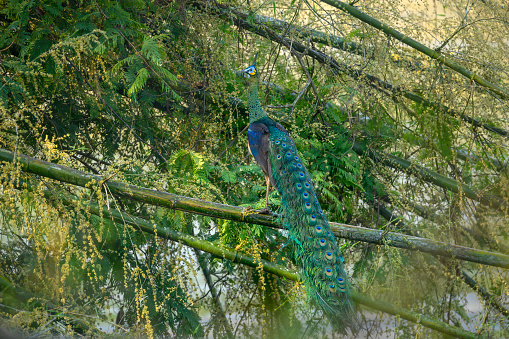 A male Green peafowl is perched on a bamboo branch.
