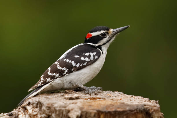 Male Hairy Woodpecker stock photo
