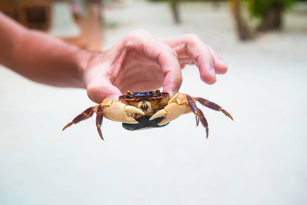 Male hand holding large live crab at white beach Male hand holding large live crab on white beach crabbing stock pictures, royalty-free photos & images
