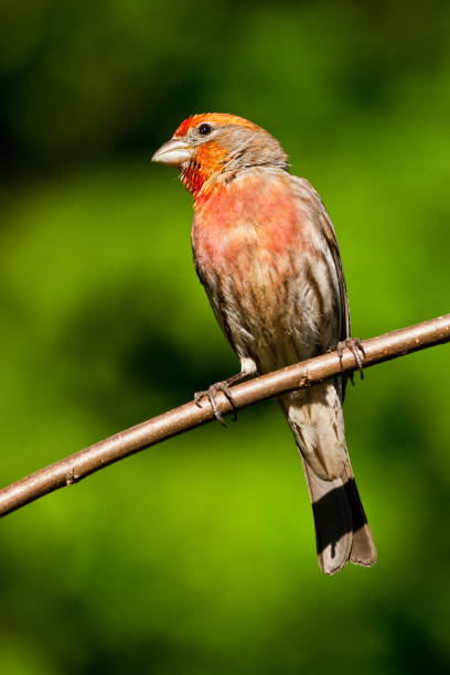 Male House Finch in a Tree The House Finch (Haemorhous mexicanus) is a year-round resident of North America and the Hawaiian Islands. Male coloration varies in intensity with availability of the berries and fruits in its diet. As a result, the colors range from pale straw-yellow through bright orange to deep red. This male was photographed in Edgewood, Washington State, USA. jeff goulden finch stock pictures, royalty-free photos & images