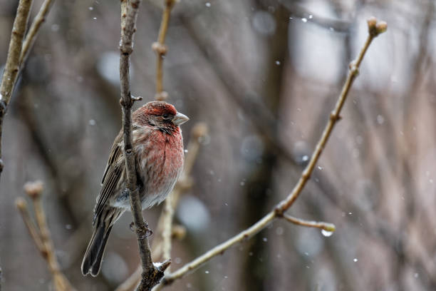 Male house finch under a snowfall stock photo