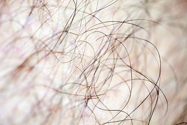 Male human hair close up Male human leg hair close up macro body hair stock pictures, royalty-free photos & images