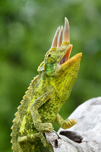 Best Jackson's Chameleon Stock Photos, Pictures & Royalty-Free Images