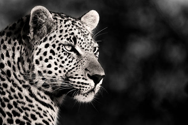 Male Leopard in Monochrome stock photo