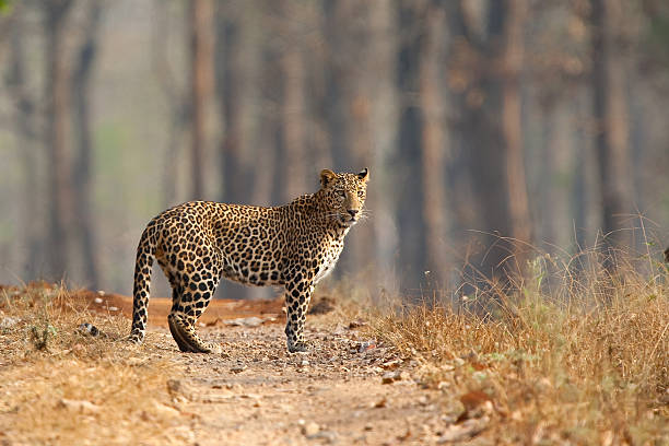 Male Leopard stood in open dry forest A wild male Leopard stood on a track in the dry forests of Nagarhole National Park, Karnataka, Southern India. Taken in the dry season karnataka stock pictures, royalty-free photos & images