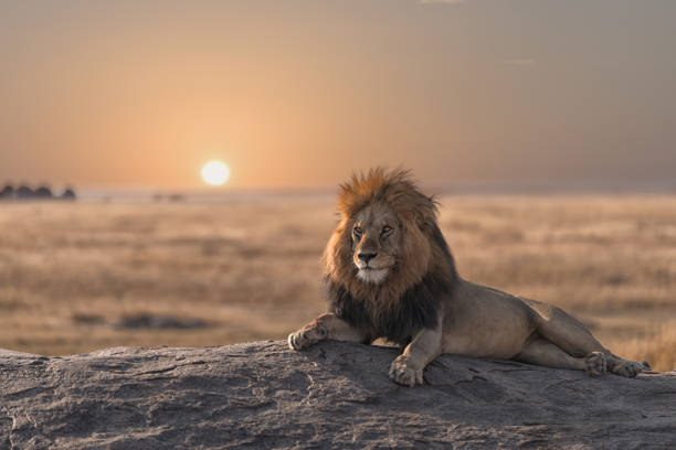 a male lion is sitting on the rock, watching his land. - lion imagens e fotografias de stock