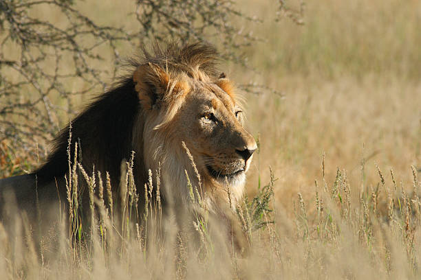 Male lion lying in thick grass and bushes, facing sideways stock photo