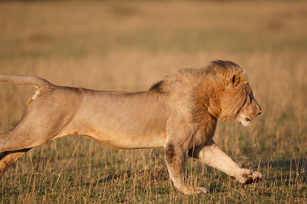 Male Lion on the charge stock photo