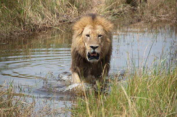 Male Lion stock photo