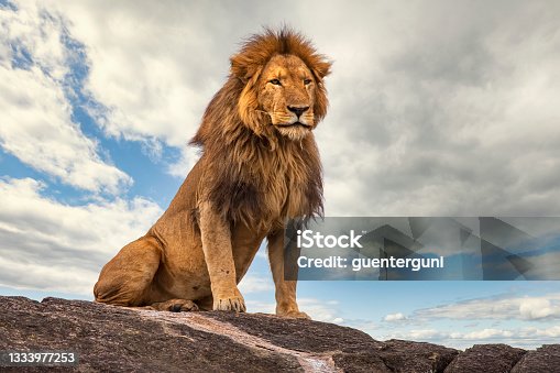 istock Male lion (panthera leo) resting on a rock 1333977253