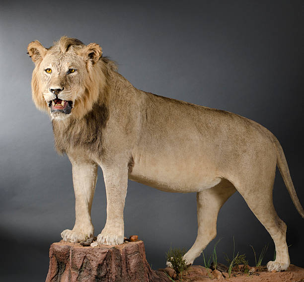 Male Lion Taxidermy Male lion taxidermy on a gray background. hunting trophy stock pictures, royalty-free photos & images