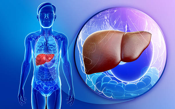 Male liver anatomy stock photo
