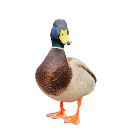 male mallard duck on white background with work paths