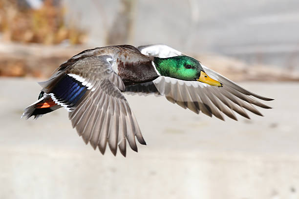 Male Mallard Duck stock photo