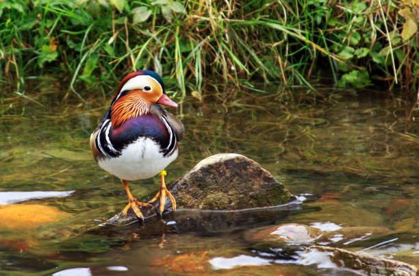 Male Mandarin duck (Aix galericulata) near water stock photo