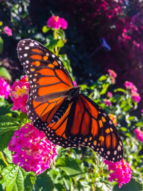 male monarch butterfly on pink flowers orange, black and white butterfly on pink flowers butterfly garden stock pictures, royalty-free photos & images
