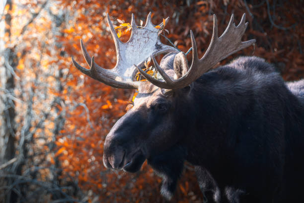male moose side portrait autumn fall stock photo