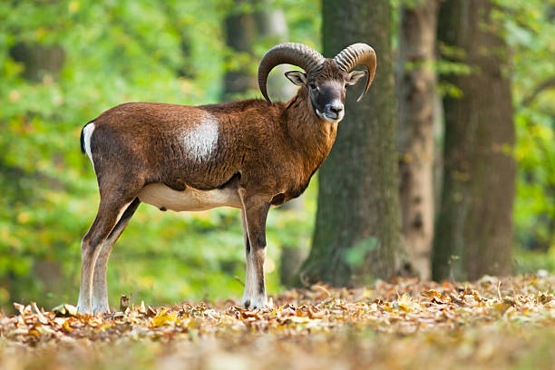 Male mouflon in the forest stock photo