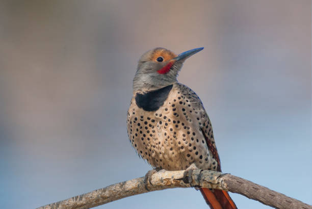 Male Northern Flicker Perched in a Tree The Northern Flicker (Colaptes auratus) is a medium-sized member of the woodpecker family, native to most of North America, parts of Central America, Cuba, and the Cayman Islands.  It is one of the few woodpeckers that are migratory.  The flicker was first described and illustrated by the English naturalist Mark Catesby around 1729.  Adult flickers are brown with black bars on the back and wings.  The upper breast has a black patch while the lower breast and underbelly is beige with black spots.  Their white rump is conspicuous in flight.  The male flicker has a red stripe close to the beak.  Flickers primarily eat insects but their diet also includes berries, nuts and seeds.  They are the only woodpecker that feeds on the ground.  The flicker’s breeding habitat are forested areas of the north and central Americas.  They prefer to nest in tree cavities.  This male Northern Flicker was perched in a tree at Walnut Canyon Lakes in Flagstaff, Arizona, USA. jeff goulden stock pictures, royalty-free photos & images