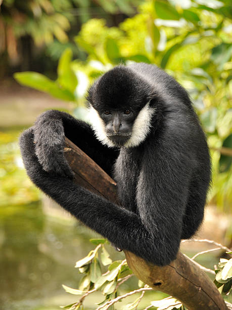 Male Northern white-cheeked gibbon is sitting on a branch stock photo
