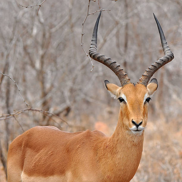 Male of impala gazelle stock photo