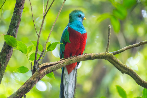 Male of resplendent quetzal Male of resplendent quetzal (Pharomachrus mocinno) sits on the tree branch in the forest of Monteverde National Park, Costa Rica monteverde stock pictures, royalty-free photos & images