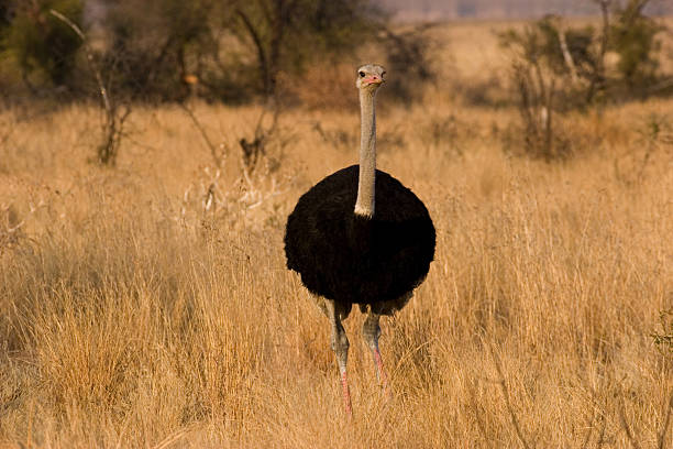 Male Ostrich in the Grassland stock photo