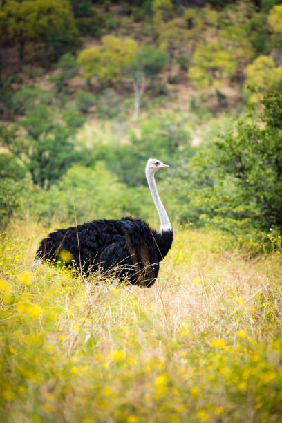 Male Ostrich stock photo