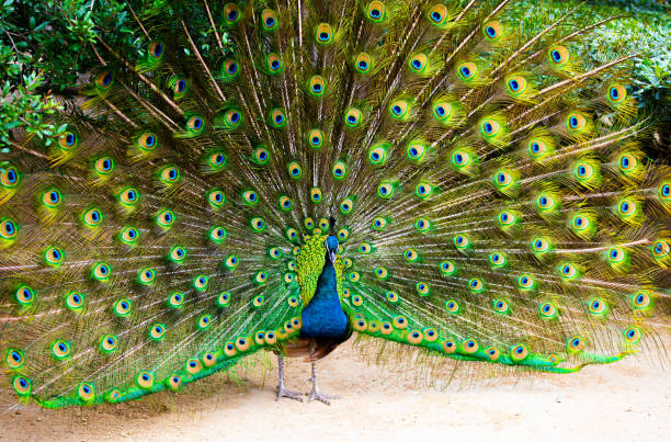 Male peacock feathers open stock photo