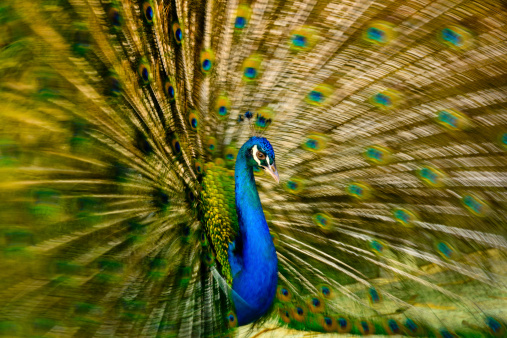 Male peacock in full display shaking its feathers to get its mate's attention.