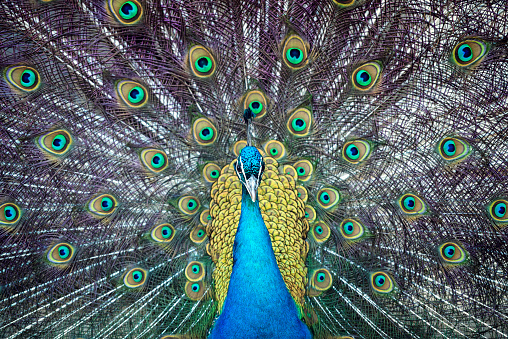 male peacock show his beautiful feathers.