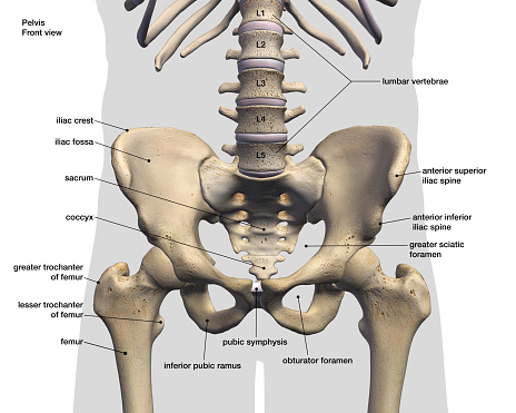 Male Pelvic And Hip Bones Labeled Front View On White Stock Photo