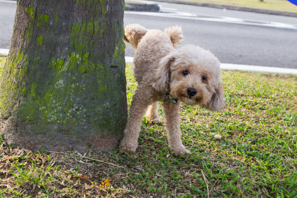 Male poodle urinating pee on tree trunk to mark territory Male poodle urinating pee on tree trunk to mark territory in public park territorial animal stock pictures, royalty-free photos & images