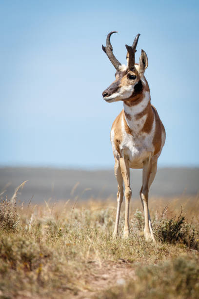 Male pronghorn antelope stock photo
