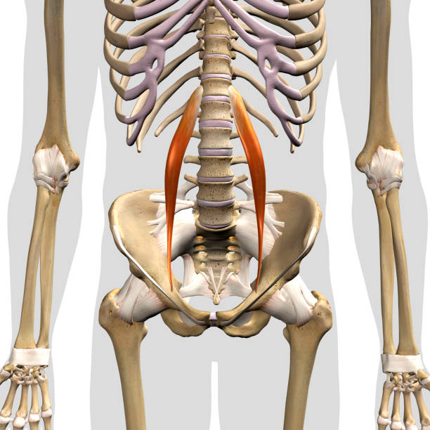 Psoas Muscle Stock Photos, Pictures & Royalty-Free Images - iStock