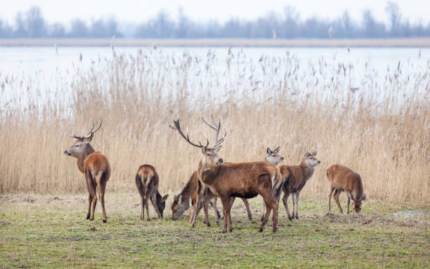 manliga kronhjort i oostvaarders plassen nära lelystad i nederländerna - roe deer bildbanksfoton och bilder