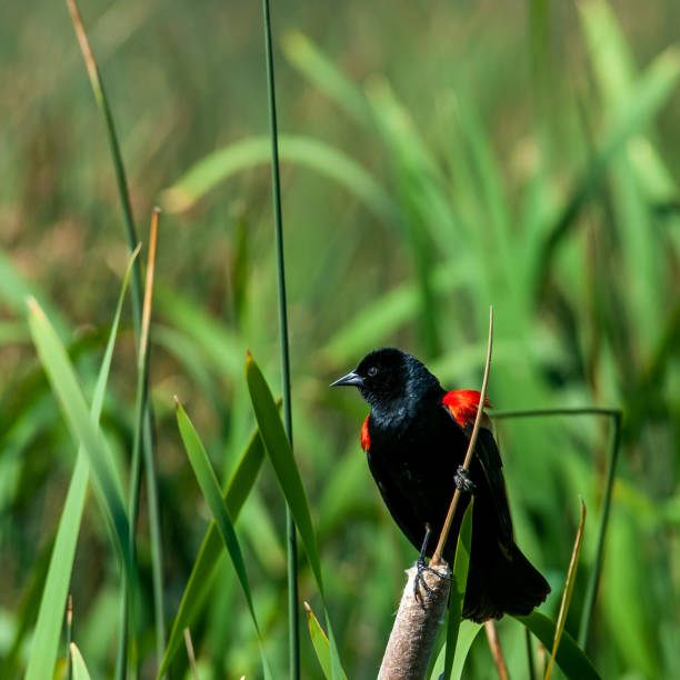 Male Red Winged Blackbird Perched on a Cattail The Red-Winged Blackbird (Agelaius phoeniceus) is a songbird of the family Icteridae found in most of North America and in parts of Central America.  The red-winged blackbird is sexually dimorphic, meaning that the males and females look distinctively different from each other.  The male is dark black with a red shoulder and yellow wing bar.  The female is a mottled brown.  The diet of the red-winged blackbird consists of seeds and insects.  Seeds and insects make up the bulk of the red-winged blackbird's diet.  The red-winged blackbird inhabits freshwater and saltwater marshes as well as open grassy areas. It generally prefers wetlands, especially if cattail is present.  This male red-winged blackbird was photographed while perched on a cattail at Kachina Wetland in Kachina Village near Flagstaff, Arizona, USA. jeff goulden wildlife stock pictures, royalty-free photos & images
