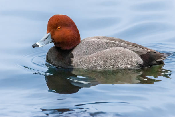 Male Redhead Duck The Redhead (Aythya americana), also known as a pochard, is a medium-sized diving duck.  Their legs are farther back on the body, which makes it difficult to walk on land but they have larger webbing on their feet and a broader bill which makes them especially adapted to foraging underwater.  During the breeding season, adult males have a copper head and a black breast. The back and sides are grey with a white belly and light black rump and tail.  The male bill is pale blue with a black tip.  The females are light brown with a white ring around the eye.  Their bill is dark gray with a black tip.  Redheads breed across a wide range of North America from Northern Canada to the Southern United States.  In the winter they migrate south to warmer climates.  Their favored habitat is wetlands in non-forested areas.  In the winter the redheads prefer protected coastal areas.  During the breeding season their diet includes gastropods, mollusks and larvae and occasionally grass and other vegetation.  In the winter the redhead eats mainly plant material.  This male redhead was photographed while swimming in John F. Kennedy Lake in Tucson, Arizona, USA. jeff goulden sonoran desert stock pictures, royalty-free photos & images