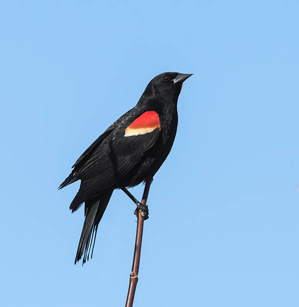 Male Red-Winged Black Bird stock photo