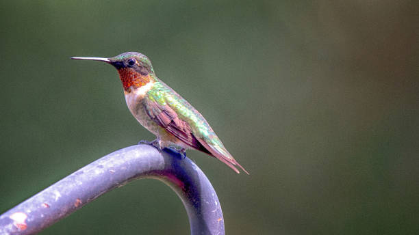 Male ruby throated humming bird stock photo