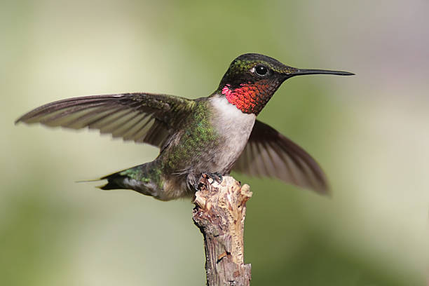 Male Ruby-throated Hummingbird stock photo