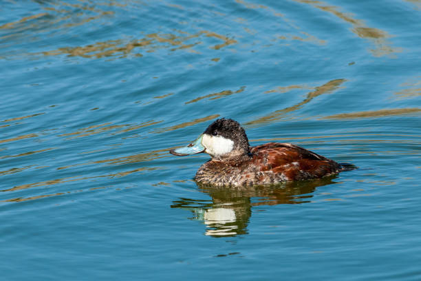 Male Ruddy Duck Swimming The Ruddy Duck (Oxyura jamaicensis) is a small North American diving duck. Male ruddy ducks have a black head and neck and bright white cheeks.  They have a chestnut colored back and a bright blue bill. Females are brown bodied with a pale cheek patch and black bill.  Their breeding habitat dense vegetation near marshy lakes and ponds.  They are a migratory duck and winter in unfrozen coastal bays, lakes and ponds.  The ruddy duck dives and swims underwater to forage for seeds, roots, aquatic insects and crustaceans.  This male ruddy duck was photographed while swimming at Walnut Canyon Lakes in Flagstaff, Arizona, USA. jeff goulden reflection stock pictures, royalty-free photos & images